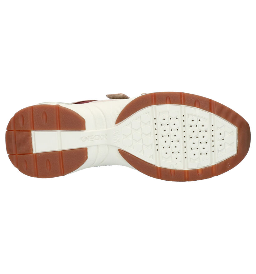 Geox Baskets basses en Beige foncé en cuir (255269)