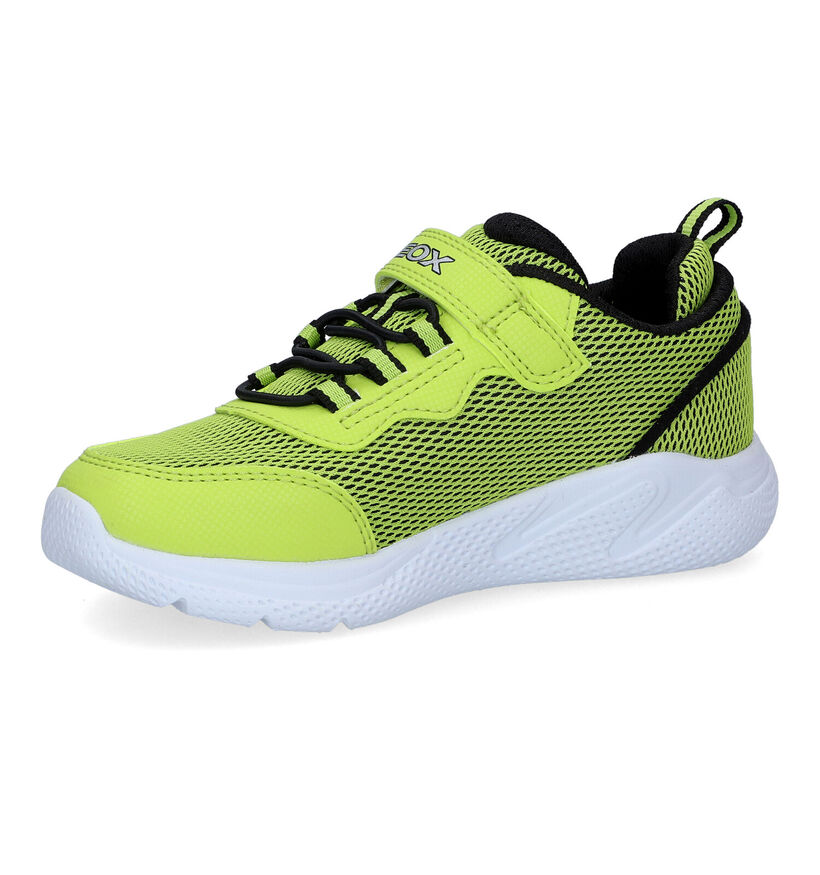 Geox Sprintye Baskets en Vert en simili cuir (311046)