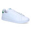adidas Advantage Baskets en Blanc en simili cuir (326322)