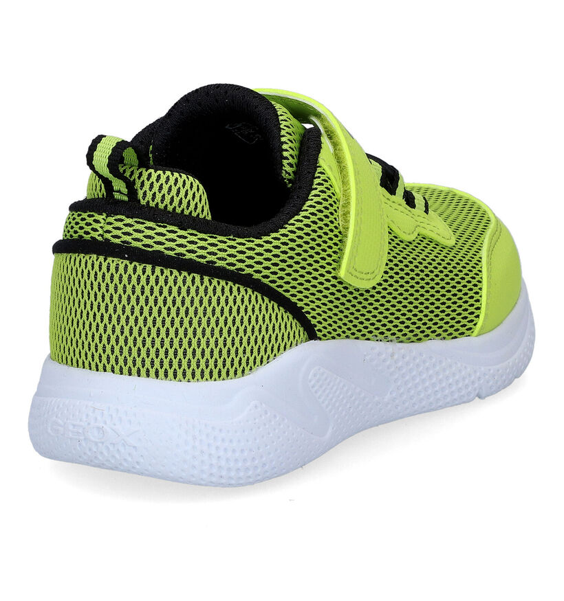 Geox Sprintye Baskets en Vert en simili cuir (311046)