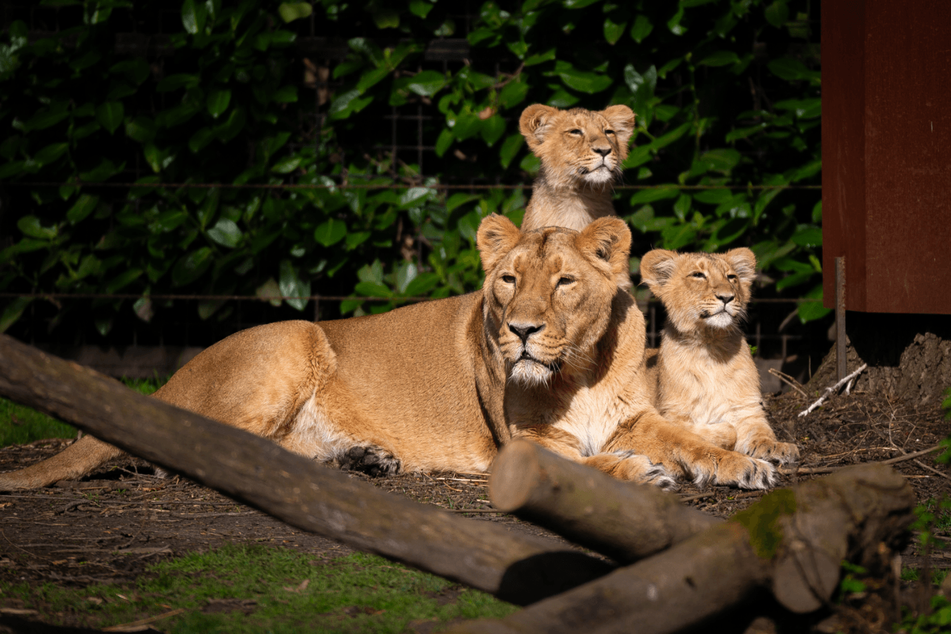 Zoo of Planckendael